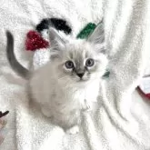 サイベリアン【東京都・男の子・2025年9月24日・ポイントカラー(ネヴァマスカレード)】の写真1「美形の男の子です😊✨ブルーアイ、ポイントカラーが綺麗にはいっています。」