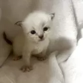 サイベリアン【東京都・男の子・2025年9月24日・ポイントカラー(ネヴァマスカレード)】の写真2「🐾💕性格は兄妹に比べると少しのんびりマイペースさんです☺️」