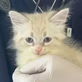 サイベリアン【東京都・男の子・2025年11月11日・ポイントカラー】の写真5