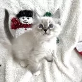 サイベリアン【東京都・男の子・2025年9月24日・ポイントカラー(ネヴァマスカレード)】の写真4