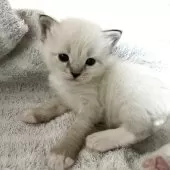 サイベリアン【東京都・男の子・2025年9月24日・ポイントカラー(ネヴァマスカレード)】の写真5「ごはんをよく食べ、スクスク成長中です🐻‍❄️💙綺麗な靴下模様になりそうです🤭」