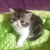 エキゾチックショートヘア