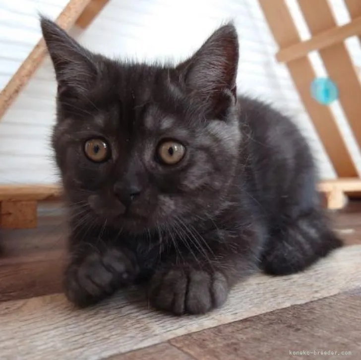 ID:2208-02438の子猫
