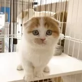 スコティッシュフォールド(折れ耳)【熊本県・男の子・2025年10月8日・レッドタビー&ホワイト】の写真1