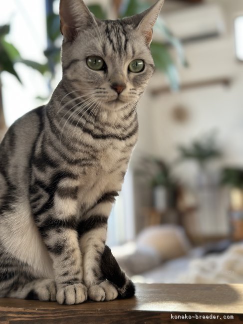 乘田　千絵(のりた　ちえ)ブリーダー(愛知県・アメリカンショートヘアなど・JCPA登録)の紹介写真2