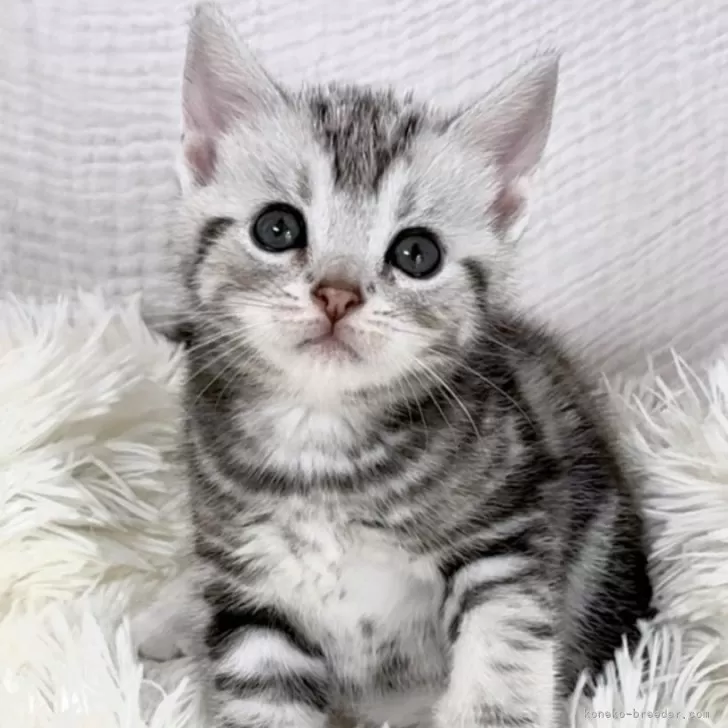 アメリカンショートヘア【愛知県・男の子・2025年9月6日・シルバータビー】の写真1