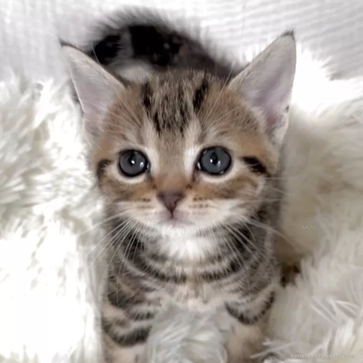 CW 様のお迎えした子猫