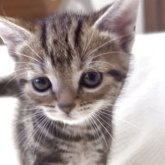 アメリカンショートヘア