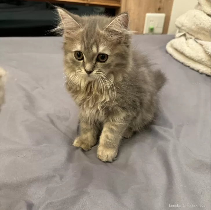 ID:2406-03080の子猫