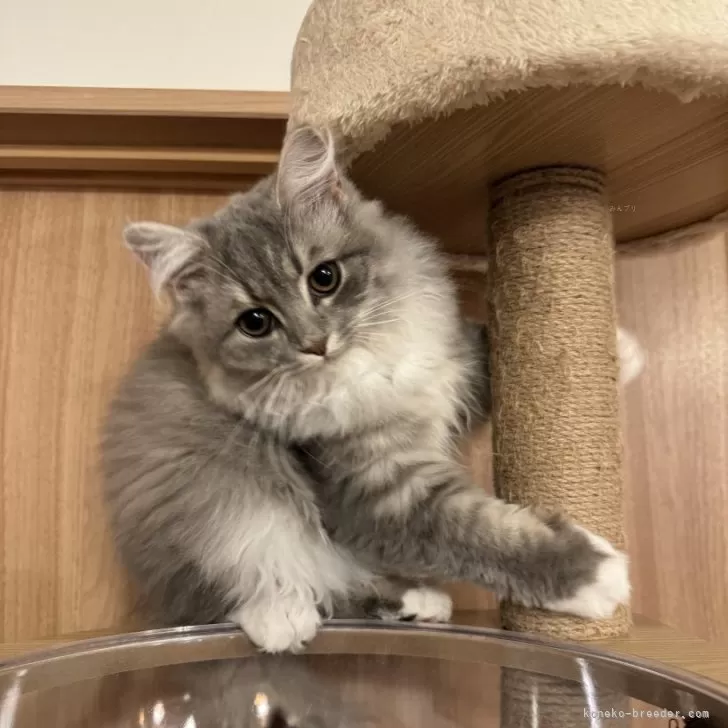 まる 様のお迎えした子猫