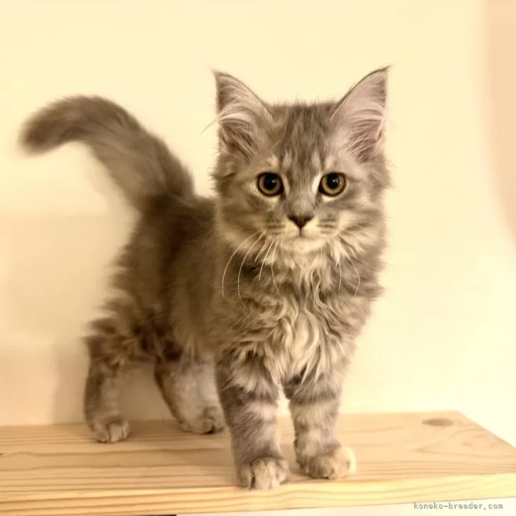 ID:2312-02018の子猫