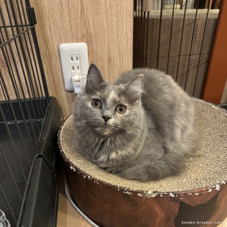 M.A 様のお迎えした子猫