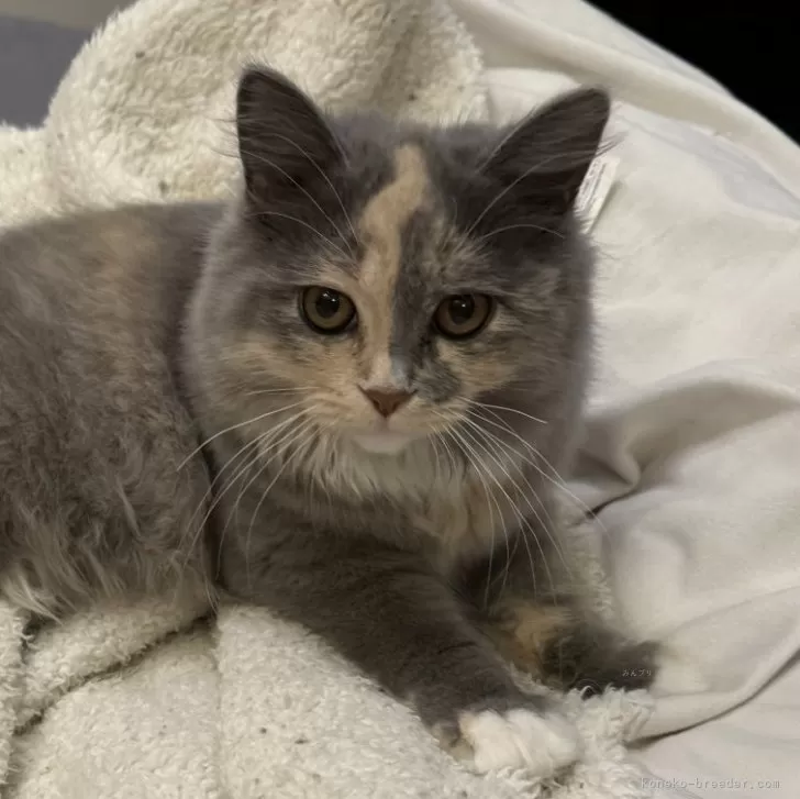 ID:2404-00109の子猫
