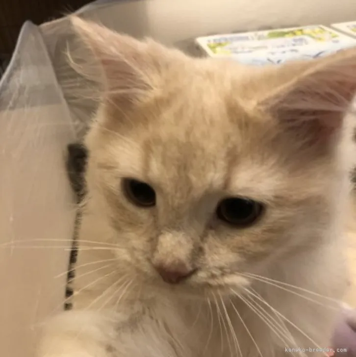 ID：2303-01351の子猫