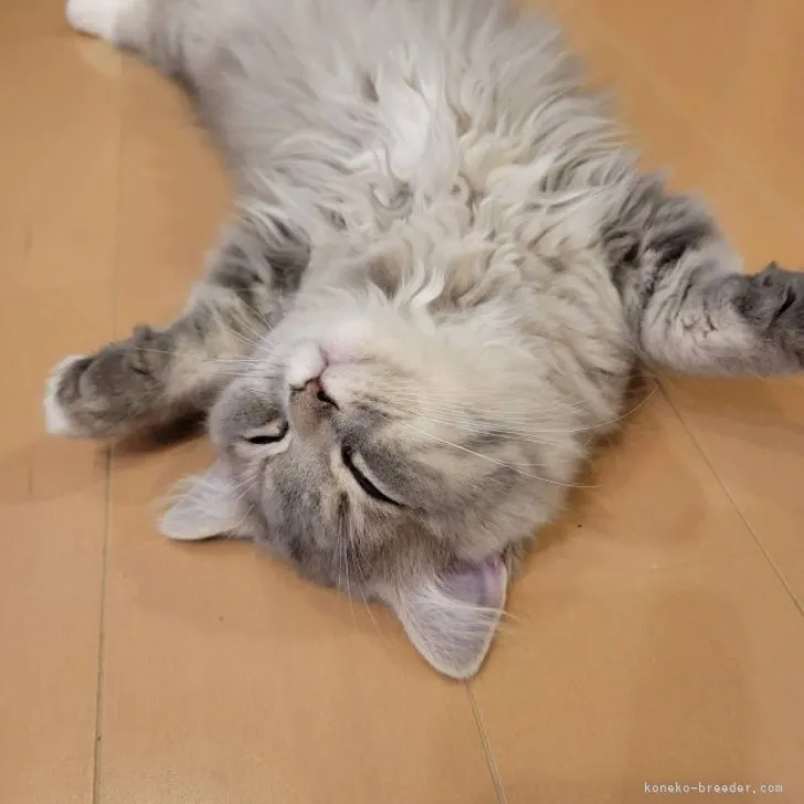 ID:2305-02392の子猫