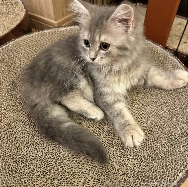ID:2406-02849の子猫