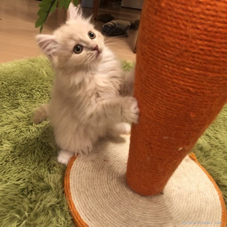 みやび 様のお迎えした子猫