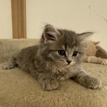 サイベリアン【京都府・男の子・2023年10月16日・ブルータビー】の写真「この可愛いさ是非見に来てください。」