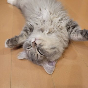 サイベリアン【京都府・女の子・2023年3月28日・ブルータビーホワイト】の写真「まるでキャットモデル、とっても可愛いニャンコ」