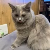 サイベリアン【京都府・女の子・2024年4月20日・ブルークリーム】の写真1