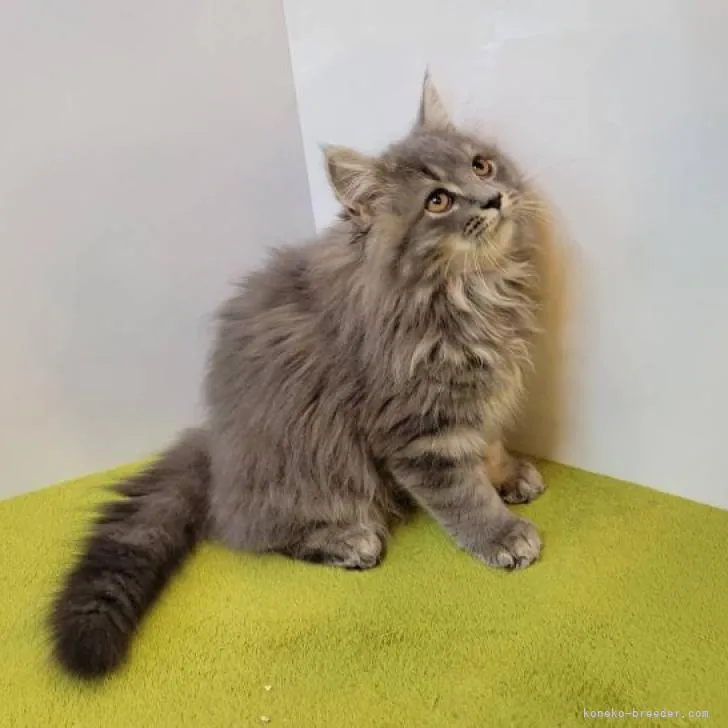 ID：2208-01681の子猫