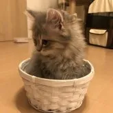 サイベリアン【京都府・男の子・2023年1月12日・ブルータビー】の写真3