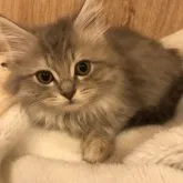 サイベリアン【京都府・男の子・2023年1月12日・ブルータビー】の写真3