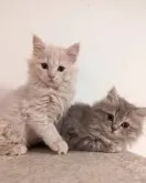 サイベリアン【京都府・男の子・2023年1月12日・ブルータビー】の写真4