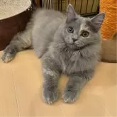 サイベリアン【京都府・女の子・2024年4月20日・ブルークリーム】の写真5