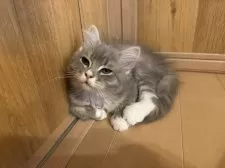 サイベリアン【京都府・女の子・2025年2月9日・ダイリュートキャリコ】の写真6