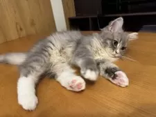 サイベリアン【京都府・女の子・2025年2月9日・ダイリュートキャリコ】の写真7