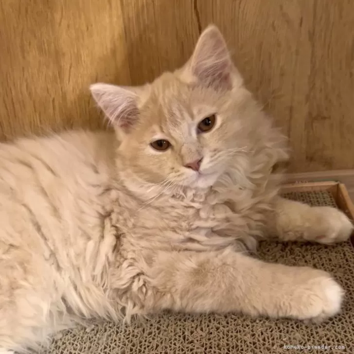 みっちゃん 様のお迎えした子猫