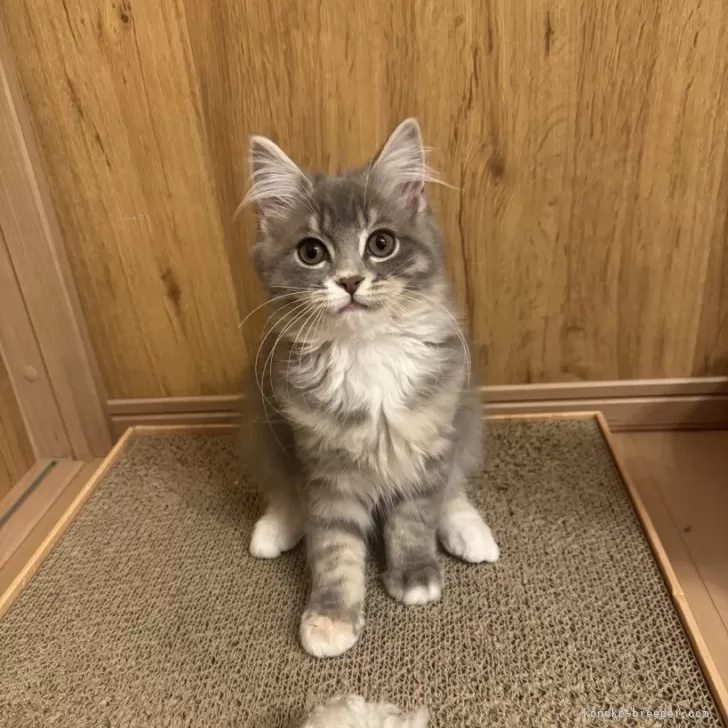 ID:2410-01995の子猫