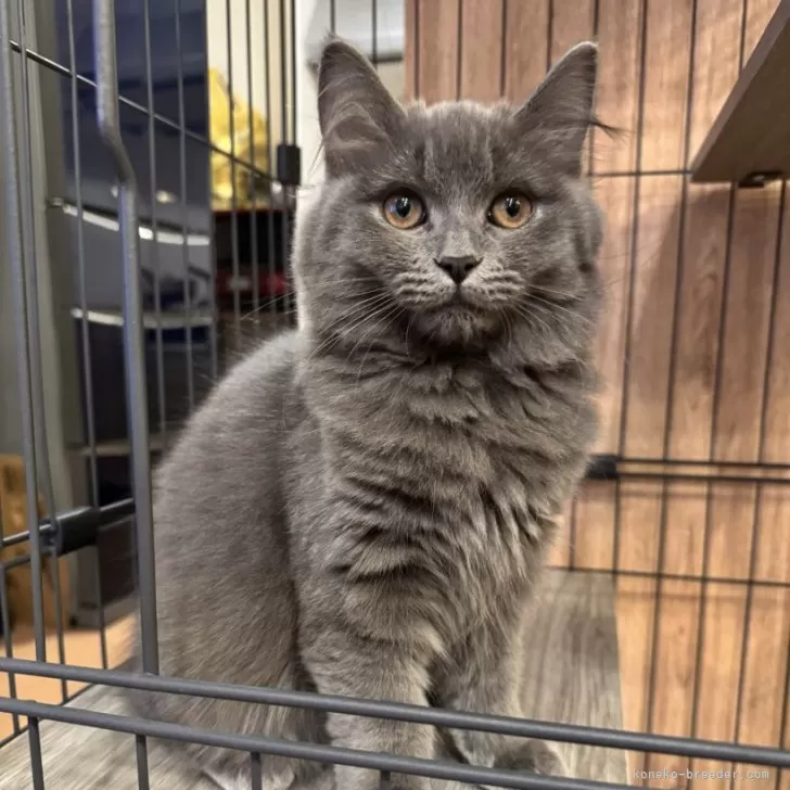 ID:2411-00831の子猫