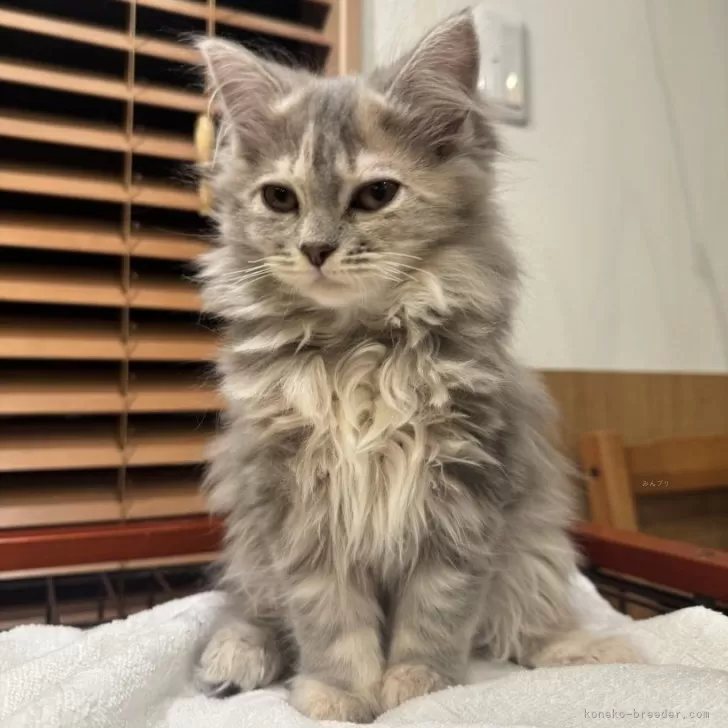 ID:2412-00616の子猫