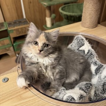 サイベリアン【京都府・女の子・2025年4月23日・ダイリュートキャリコ】の写真「とっても美人な三毛猫ちゃん」
