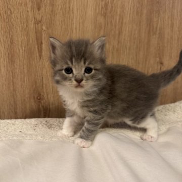 サイベリアン【京都府・女の子・2025年10月24日・ブルータビーホワイト】の写真「とっても可愛い女の子、親猫見学OK」