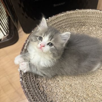 サイベリアン【京都府・男の子・2025年10月24日・ブルータビーホワイト】の写真「ちょいハチワレくん、親猫見学OK」