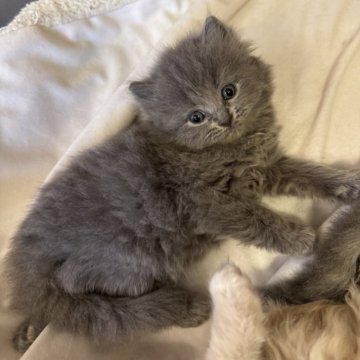 サイベリアン【京都府・女の子・2025年10月26日・ブルー】の写真「はやくも爆毛！親猫見学もOK」