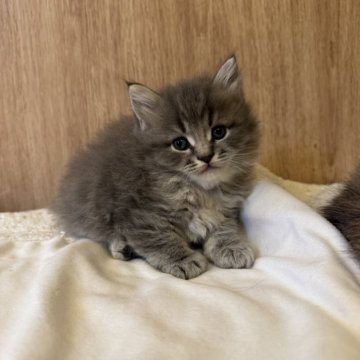 サイベリアン【京都府・男の子・2025年10月24日・ブルータビー】の写真「とっても可愛いイケニャン、親猫見学OK」