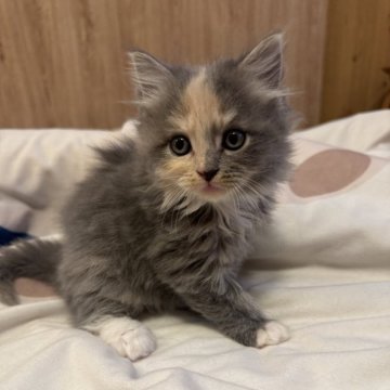 サイベリアン【京都府・女の子・2025年4月23日・ダイリュートキャリコ】の写真「三毛猫ちゃん、ハチワレ風」