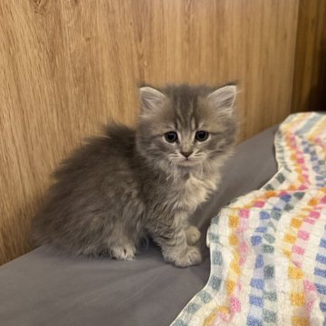 サイベリアン【京都府・女の子・2025年10月26日・ブルータビー】の写真「可愛い乙女！親猫見学もOK」