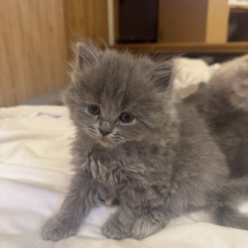 サイベリアン【京都府・男の子・2025年10月26日・ブルー】の写真「はやくも爆毛！親猫見学もOK」