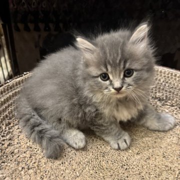 サイベリアン【京都府・男の子・2025年10月24日・ブルータビー】の写真「とっても可愛いイケニャン、親猫見学OK」