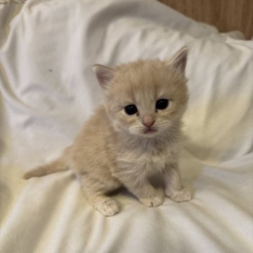 サイベリアン【京都府・男の子・2025年10月26日・クリームタビーホワイト】の写真「可愛い男の子爆誕将来楽しみ！親猫見学もOK」