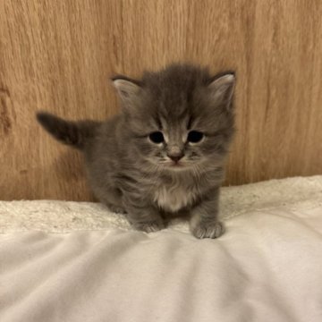 サイベリアン【京都府・男の子・2025年10月24日・ブルータビー】の写真「とっても可愛いイケニャン、親猫見学OK」