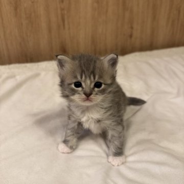 サイベリアン【京都府・女の子・2025年10月24日・ブルータビーホワイト】の写真「とっても可愛い女の子、親猫見学OK」