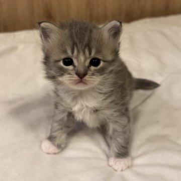 サイベリアン【京都府・女の子・2025年10月24日・ブルータビーホワイト】の写真「とっても可愛い女の子、親猫見学OK」