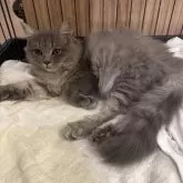 サイベリアン