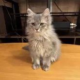 サイベリアン